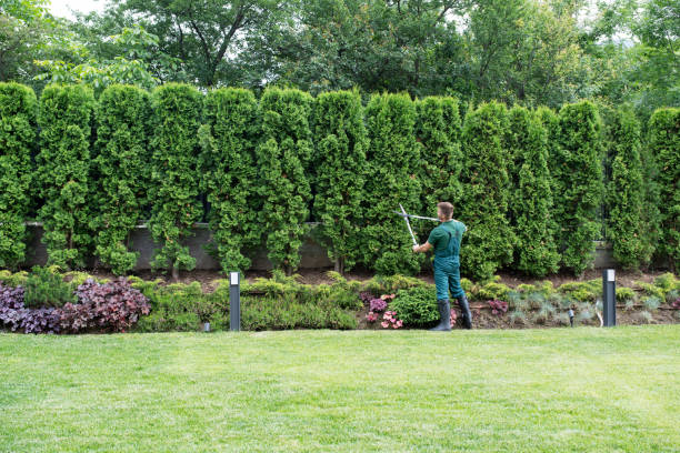 Lawn Renovation and Restoration in Greenville, RI